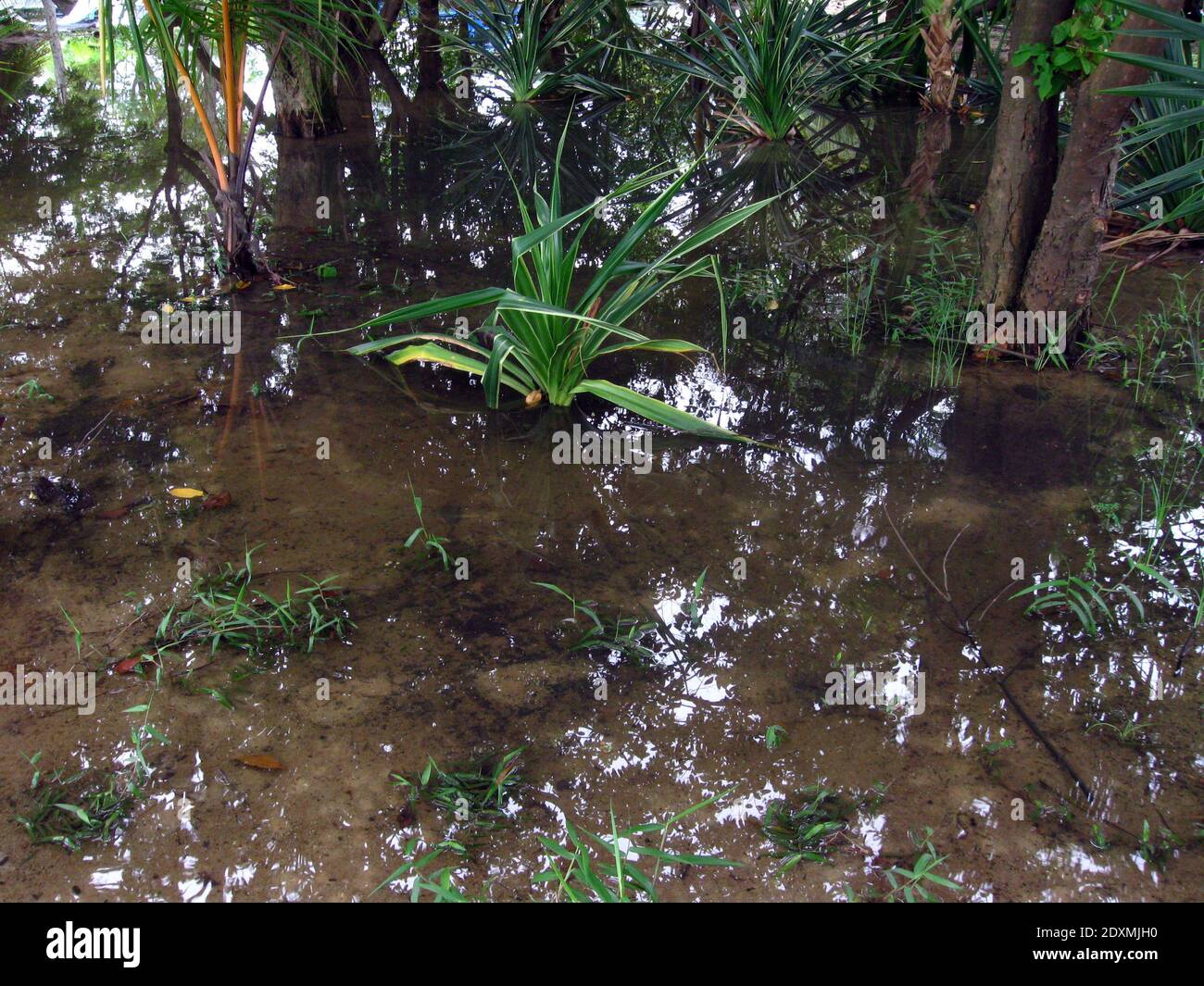 Forêt équatoriale inondée, Malacca Banque D'Images