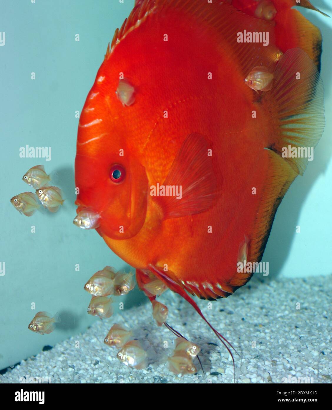 Discus Fish (Symphysodon aequifasciatus var.) avec son aleveau Banque D'Images