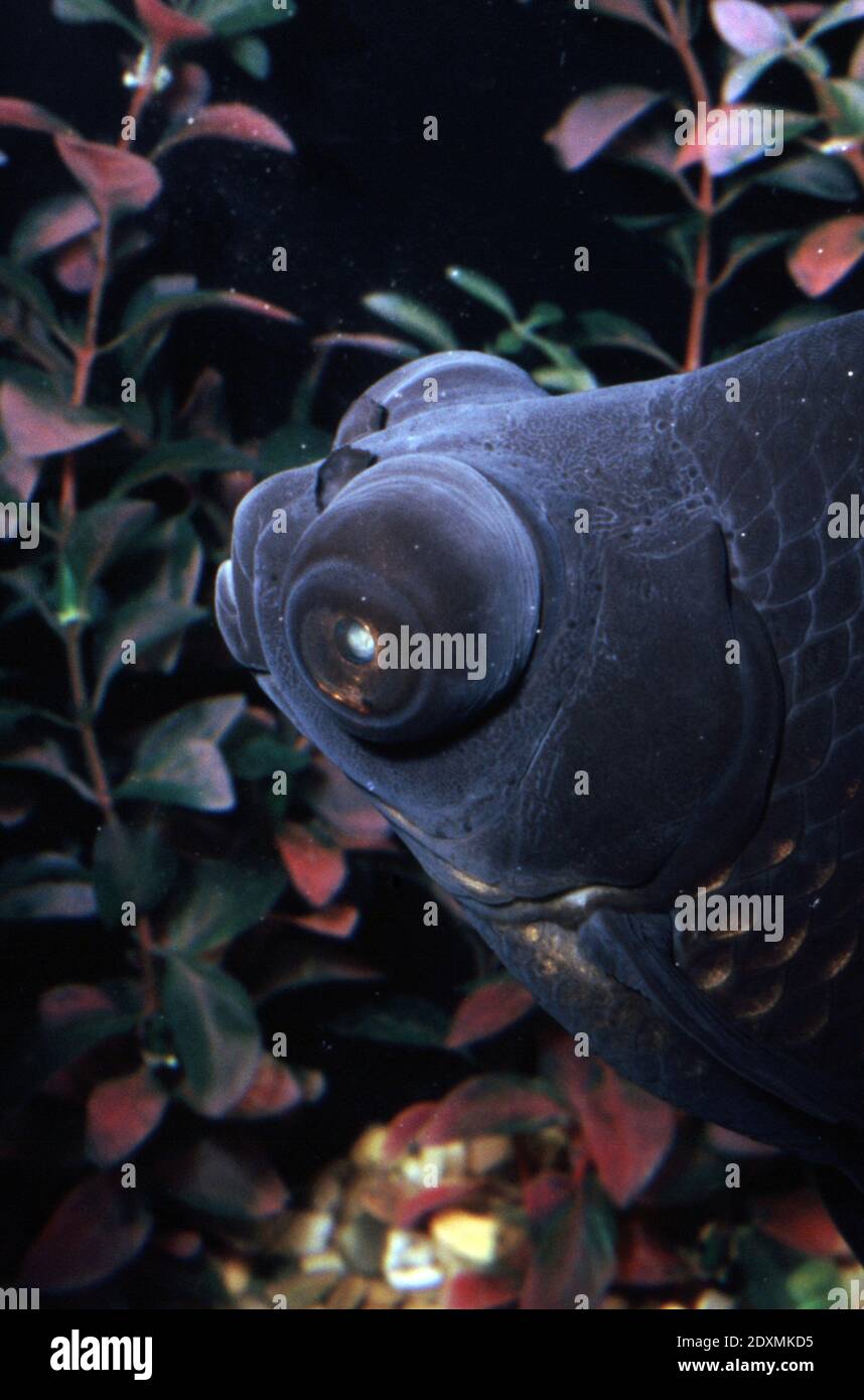 Télescope Ryukin, poisson rouge blackmoor (Carassius auratus) Banque D'Images