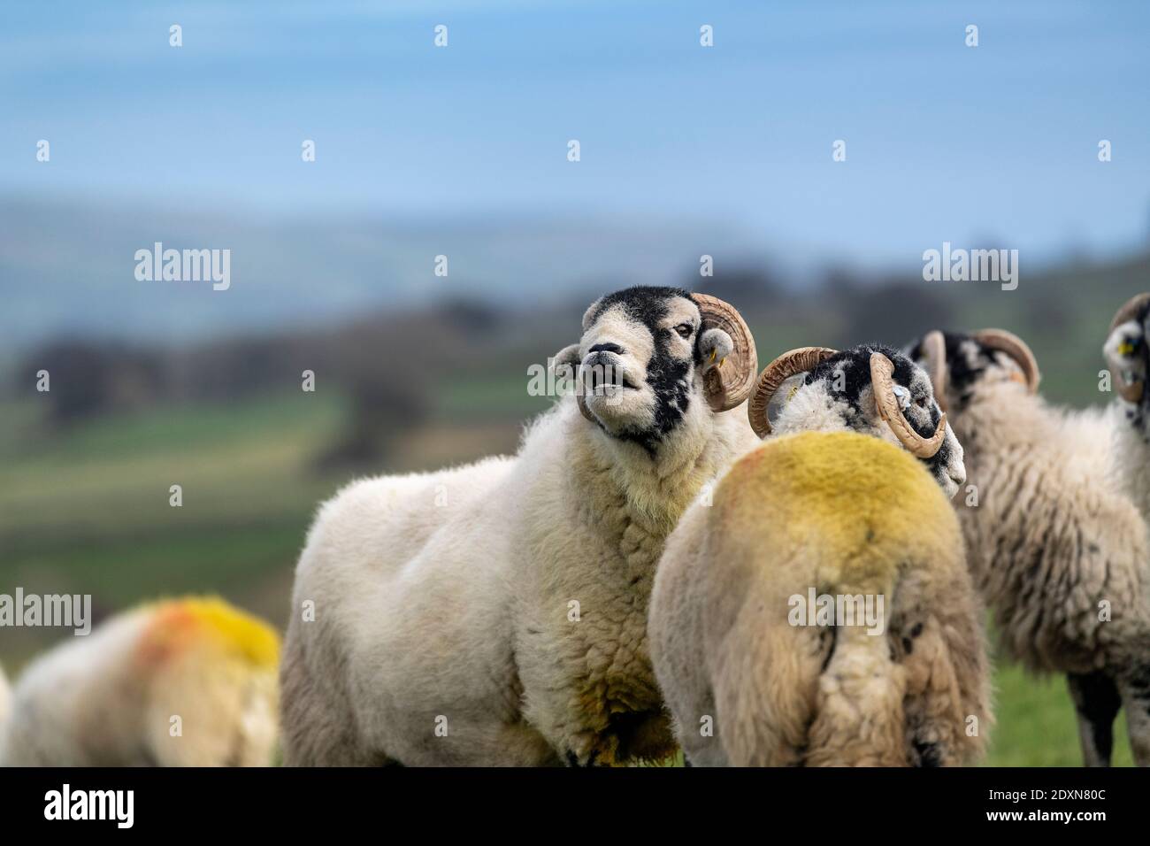 Bélier de Swaledale dans les champs avec des brebis à l'heure du trempage, ou la saison de reproduction, en automne. North Yorkshire, Royaume-Uni. Banque D'Images