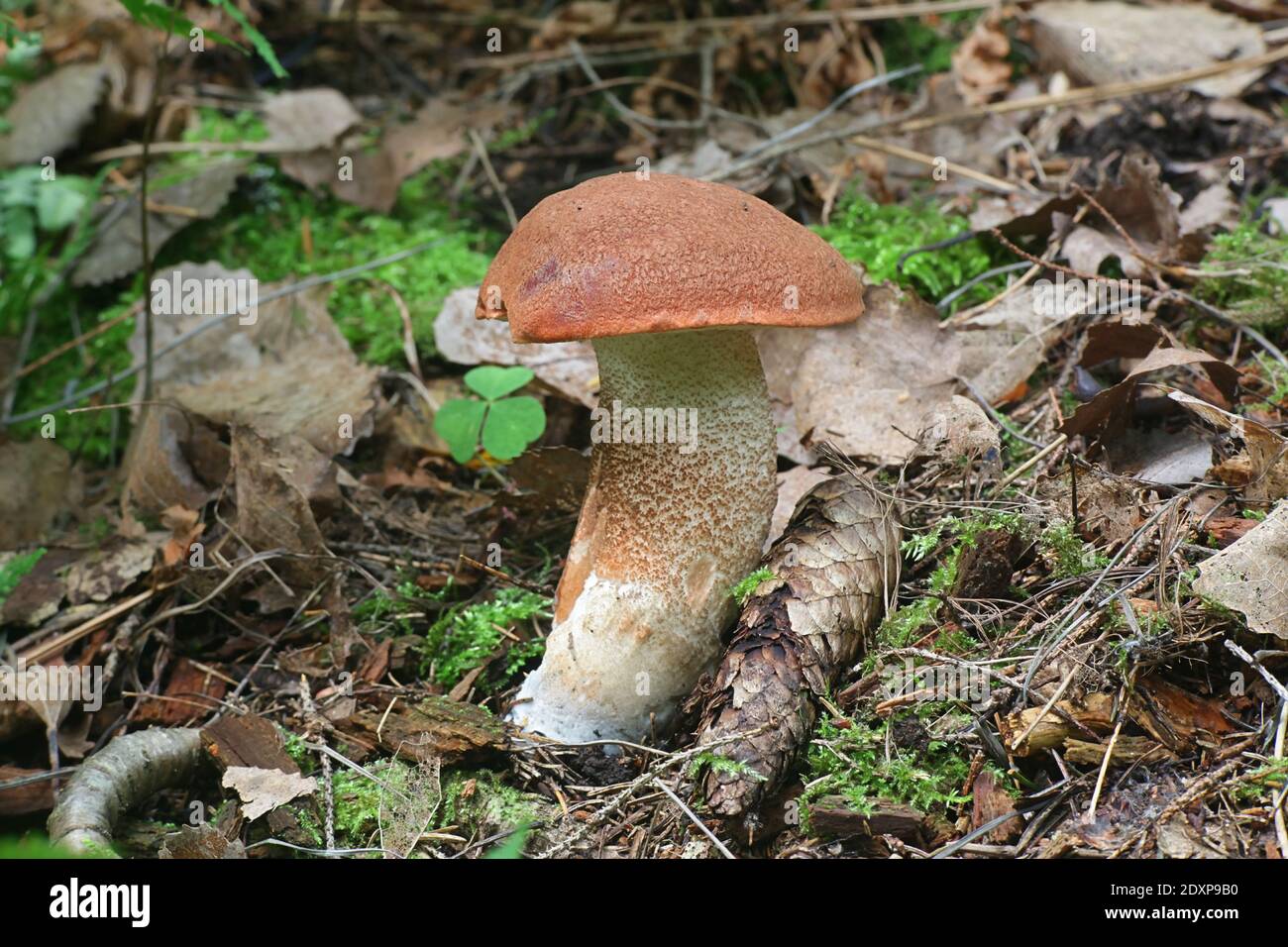 Leccinum populinum, connu sous le nom de bolete de peuplier faux-tremble ou de tige de scories à capuchon rouge, champignon sauvage comestible de Finlande Banque D'Images