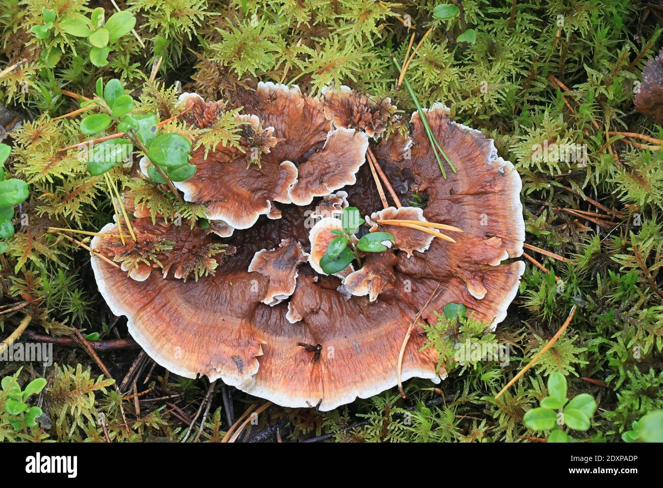 Hydnellum aurantiacum, connu sous le nom de colonne orange ou Hydnellum orange, champignon dentaire sauvage de Finlande Banque D'Images
