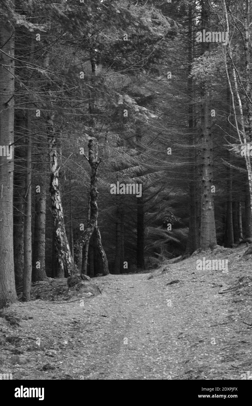 Forêt dense dans les Highlands écossais Banque D'Images