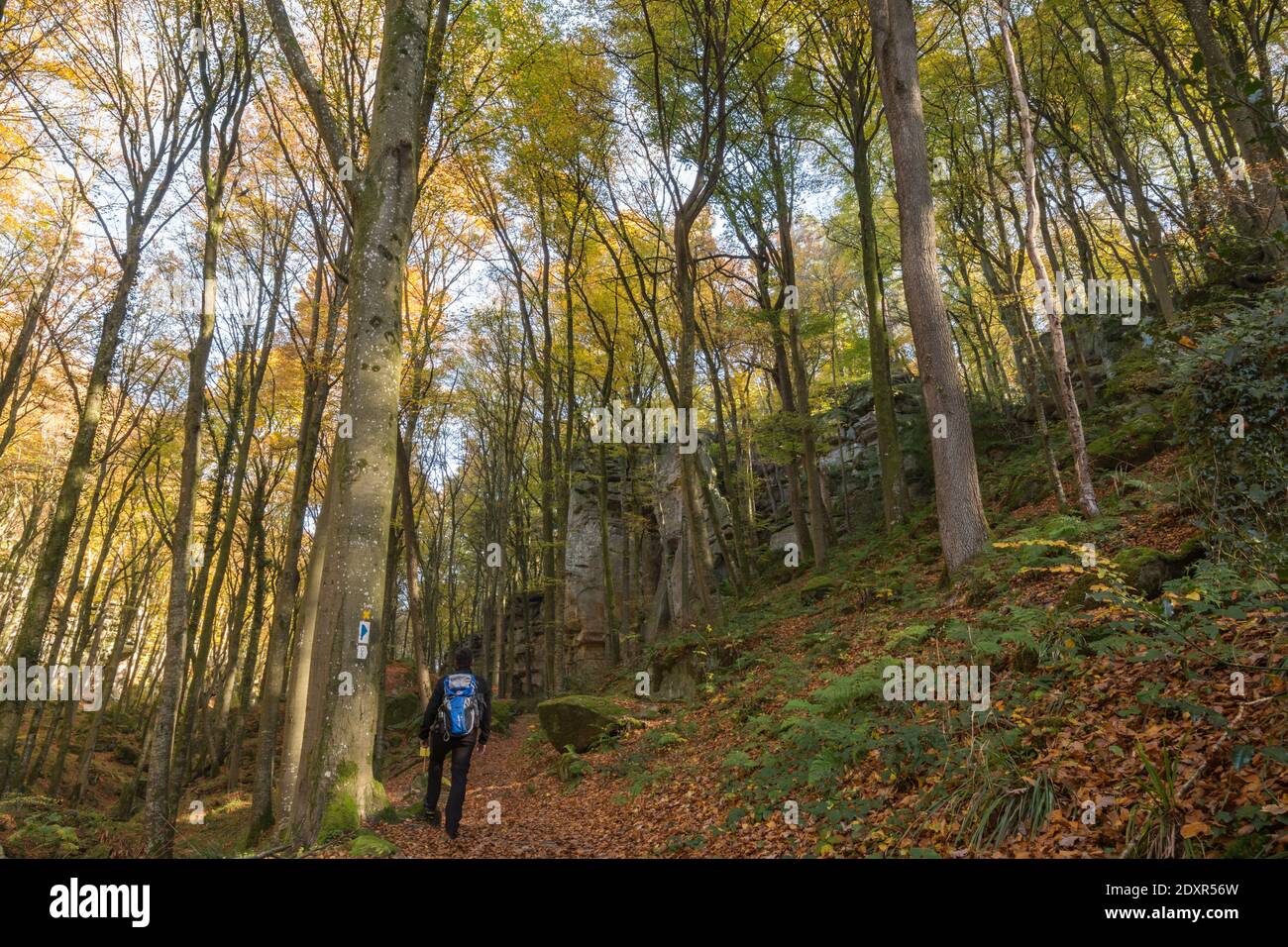 Homme marchant au milieu des arbres en forêt Banque D'Images