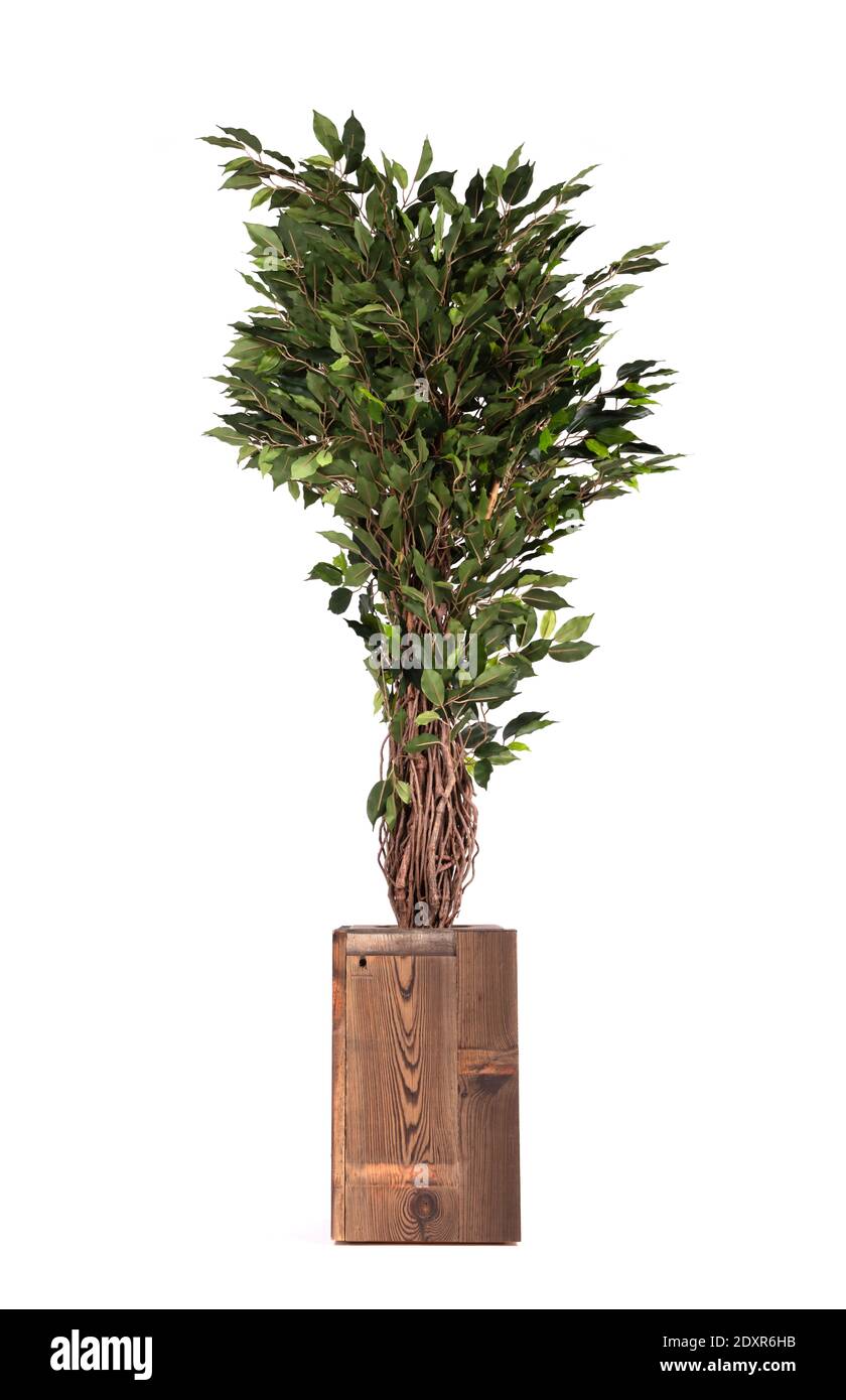 Arbre de ficus artificiel comme réel comme moderne Evergreen décoration écologique pour les intérieurs, isolé Banque D'Images