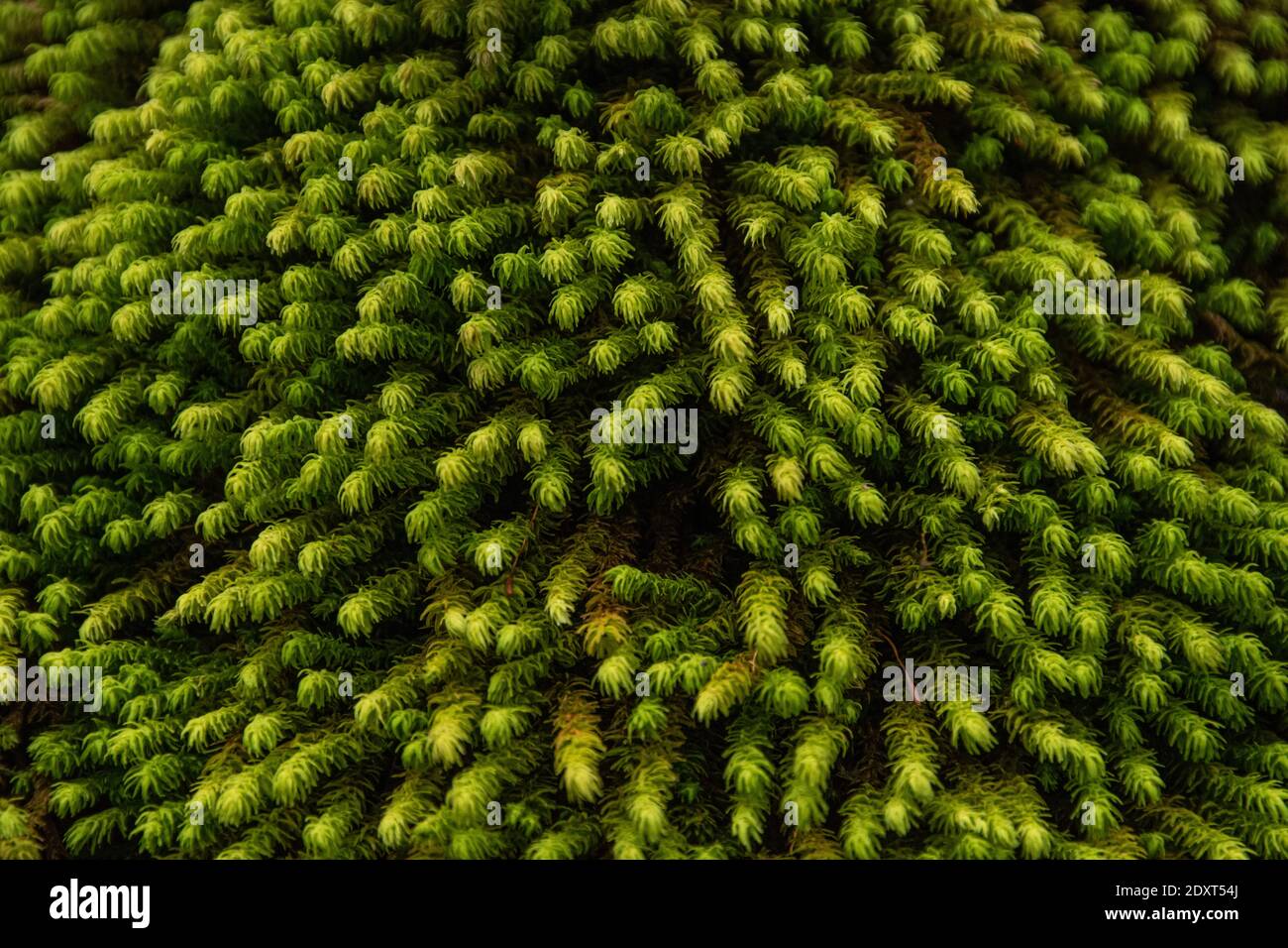 Gros plan sur le logo Moss Banque D'Images