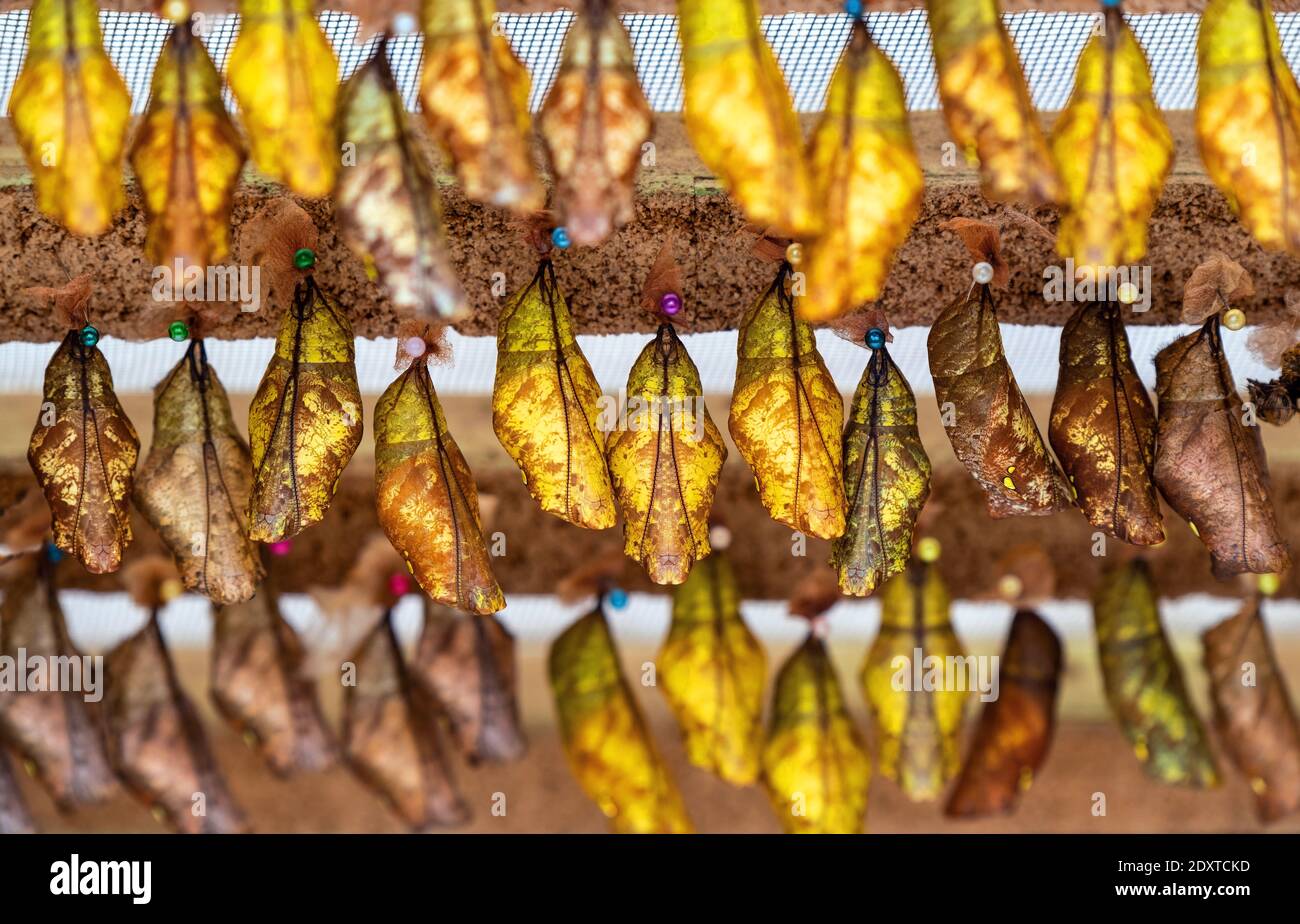 Grand papillon de chouette (Caligo) cocons, Mindo, Equateur. Se concentrer sur le cocon central, utilisation de la technique de bokeh. Banque D'Images