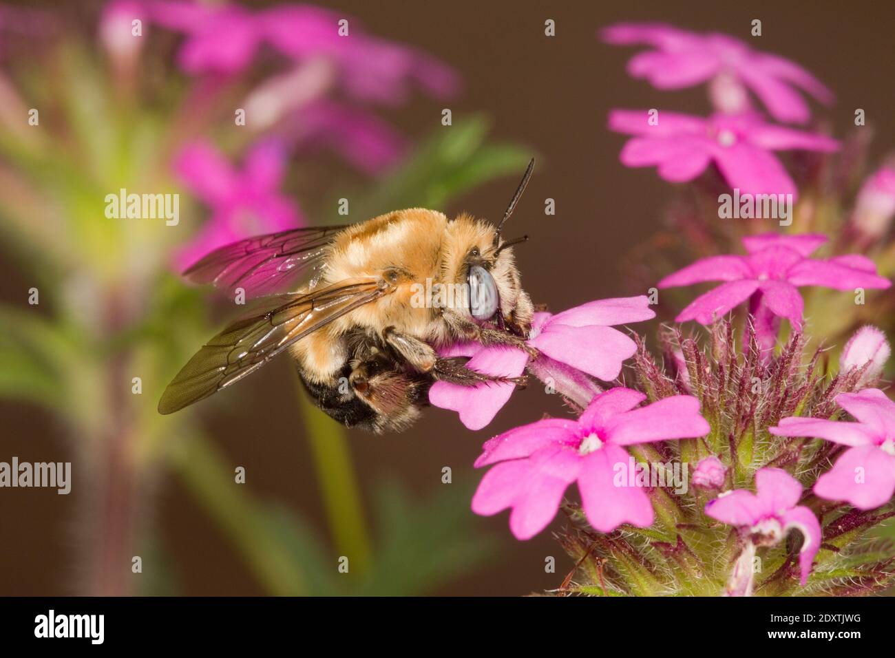 Rocky Mountain Digger Bee, Anthophora montana, Apidae. Nectaring à la fleur de Verbena. Banque D'Images