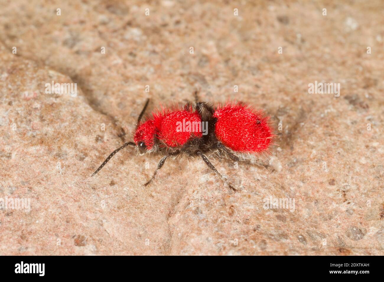 Velvet Ant femelle, Dasymutilla vestita, Mutillidae. Longueur 8.5 mm. Banque D'Images