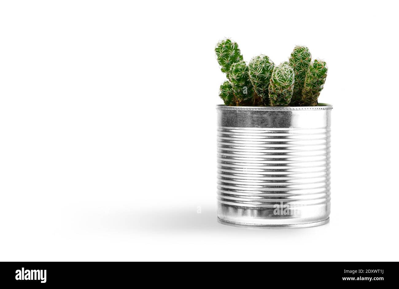 Petite plante en pot ou plantes succulentes cactus isolé sur fond blanc en vue avant Banque D'Images