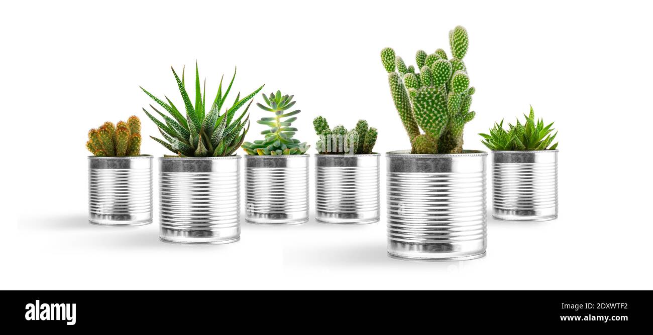 Petite plante en pot ou plantes succulentes cactus isolé sur fond blanc en vue avant Banque D'Images