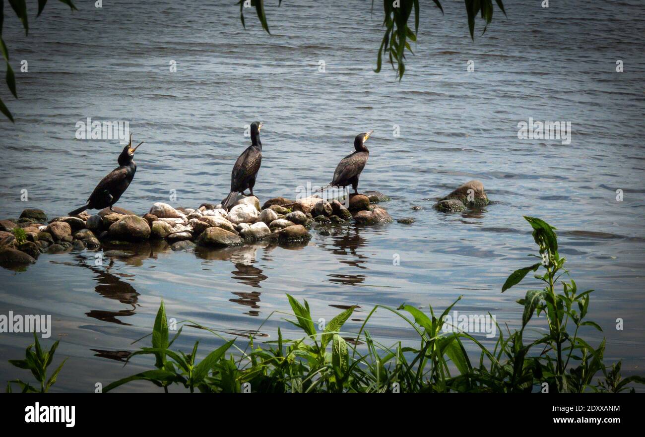 TallantImages Bird, Birds Hamburg Banque D'Images