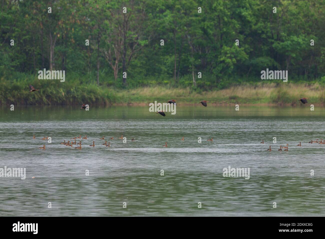Beau groupe de sifflement mineur le canard volant et l'activité dans la pluie sur la vie du lac et l'environnement de forêt tropicale nature arrière-plan Banque D'Images