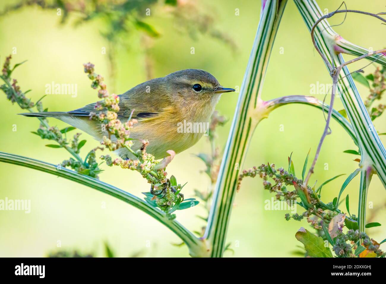 Le mouffpaille (Phylloscopus collybita) se nourrissant dans un arbusteur perché sur une plante d'amaranth sauvage avec un fond vert lime lisse Banque D'Images