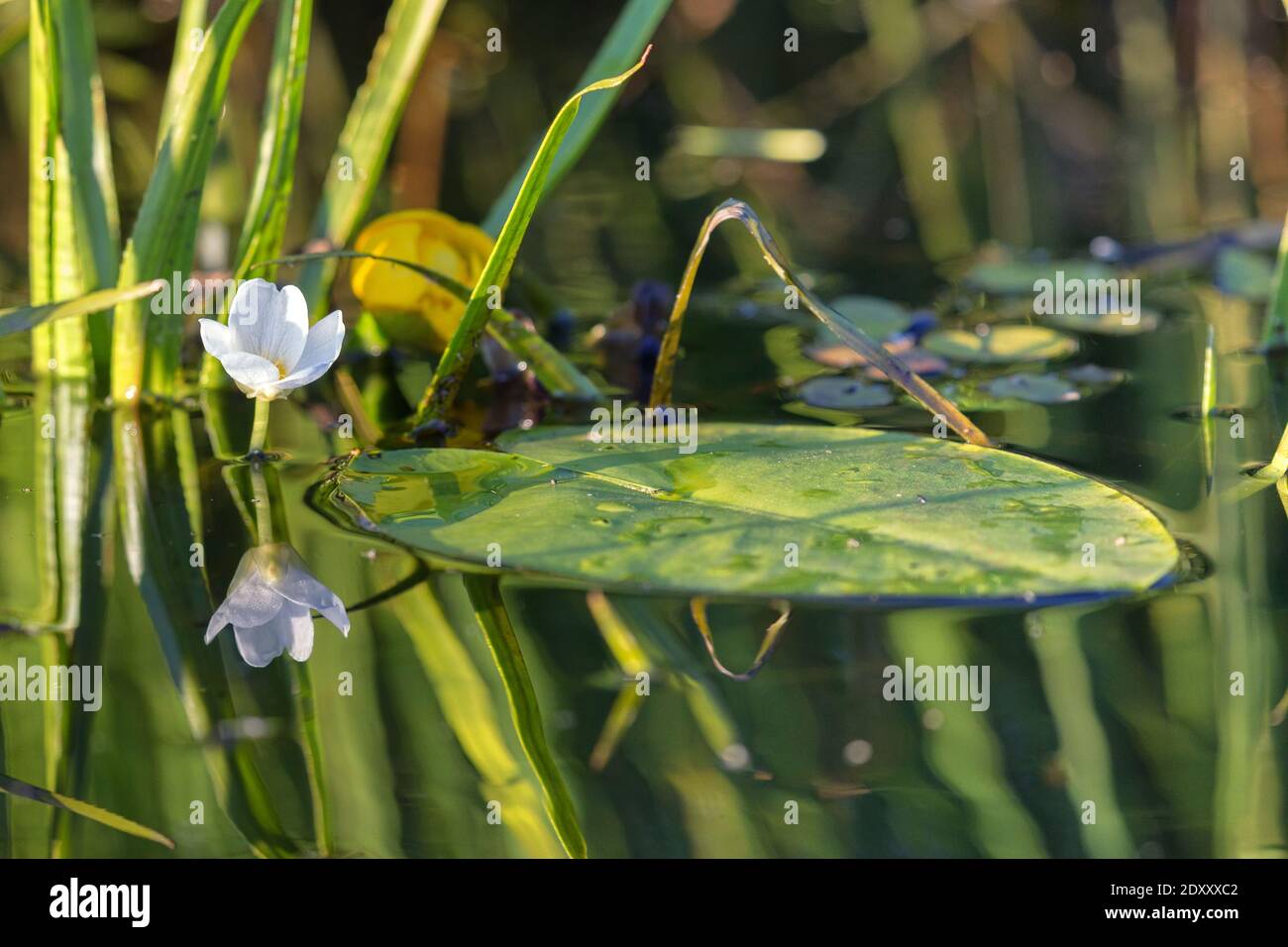 Soldat de l'eau douce (stratiotes aloides) une plante hydrophytique dioïque flotte à la surface en raison de l'accumulation de dioxyde de carbone, des fleurs de macrophytes mâles Banque D'Images
