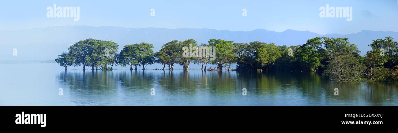 Bord de la forêt de mangroves. Les arbres s'étendent bien loin dans la baie d'eau douce. Sri Lanka nature Banque D'Images