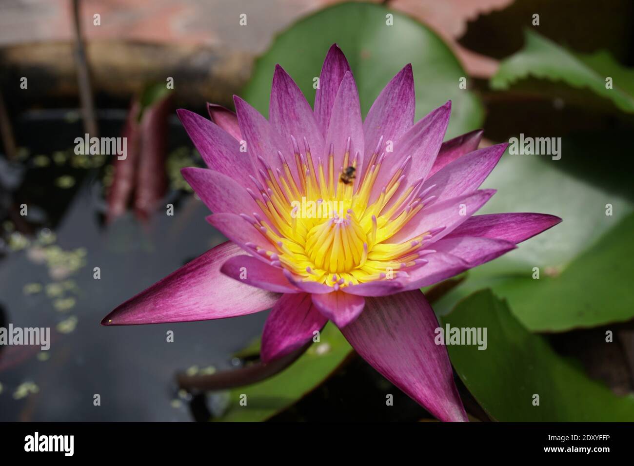 Close-up of Pink Lotus Nénuphar en étang Banque D'Images