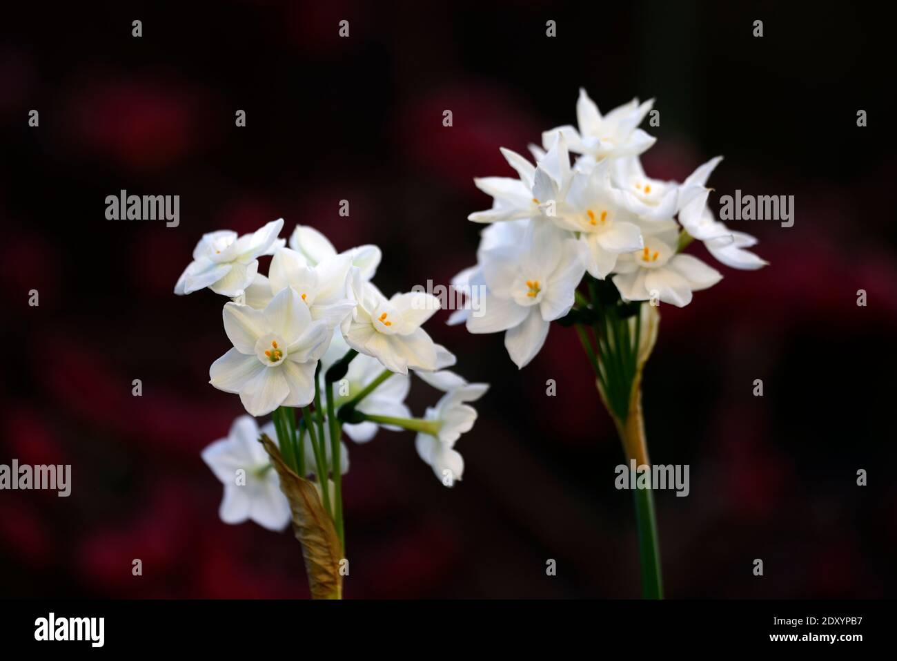 narcisse Inbal, blancs de papier,narcisse tendre,Narcisse papyraceus Inbal,Tazetta Daffodil,fleurs blanches,floraison,fleurs,hiver,fleurs de noël,ch Banque D'Images