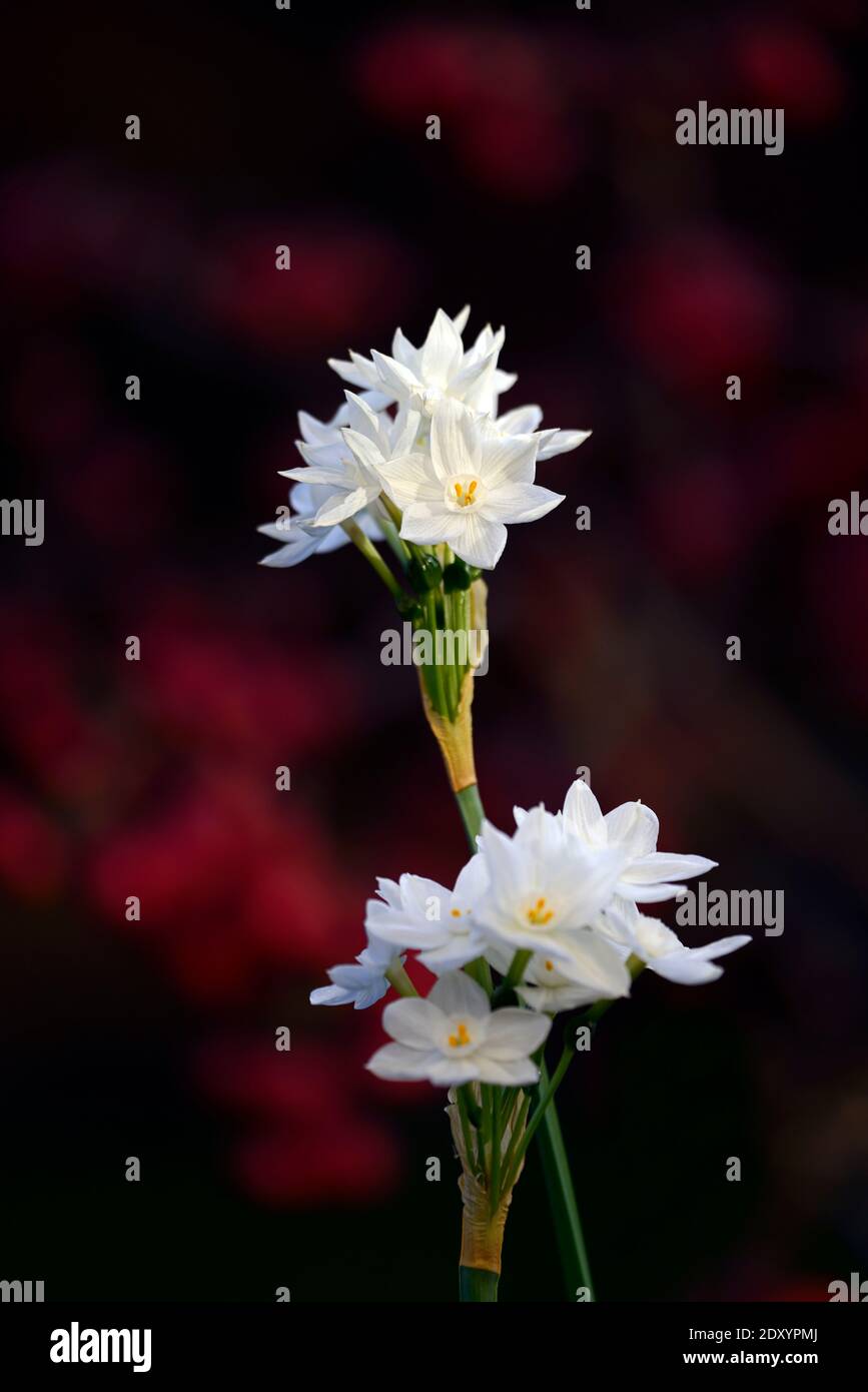 narcisse ziva, blancs de papier,narcisse tendre,Narcisse papyraceus Ziva,Tazetta Daffodil,fleurs blanches,fleurs,fleurs,hiver,fleurs de noël,chri Banque D'Images
