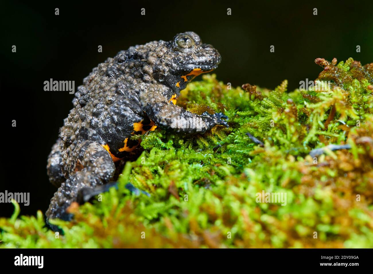 Apennine Toad à ventre jaune (Bombina pachypus), vue latérale d'un adulte sur une certaine mousse, Campanie, Italie Banque D'Images