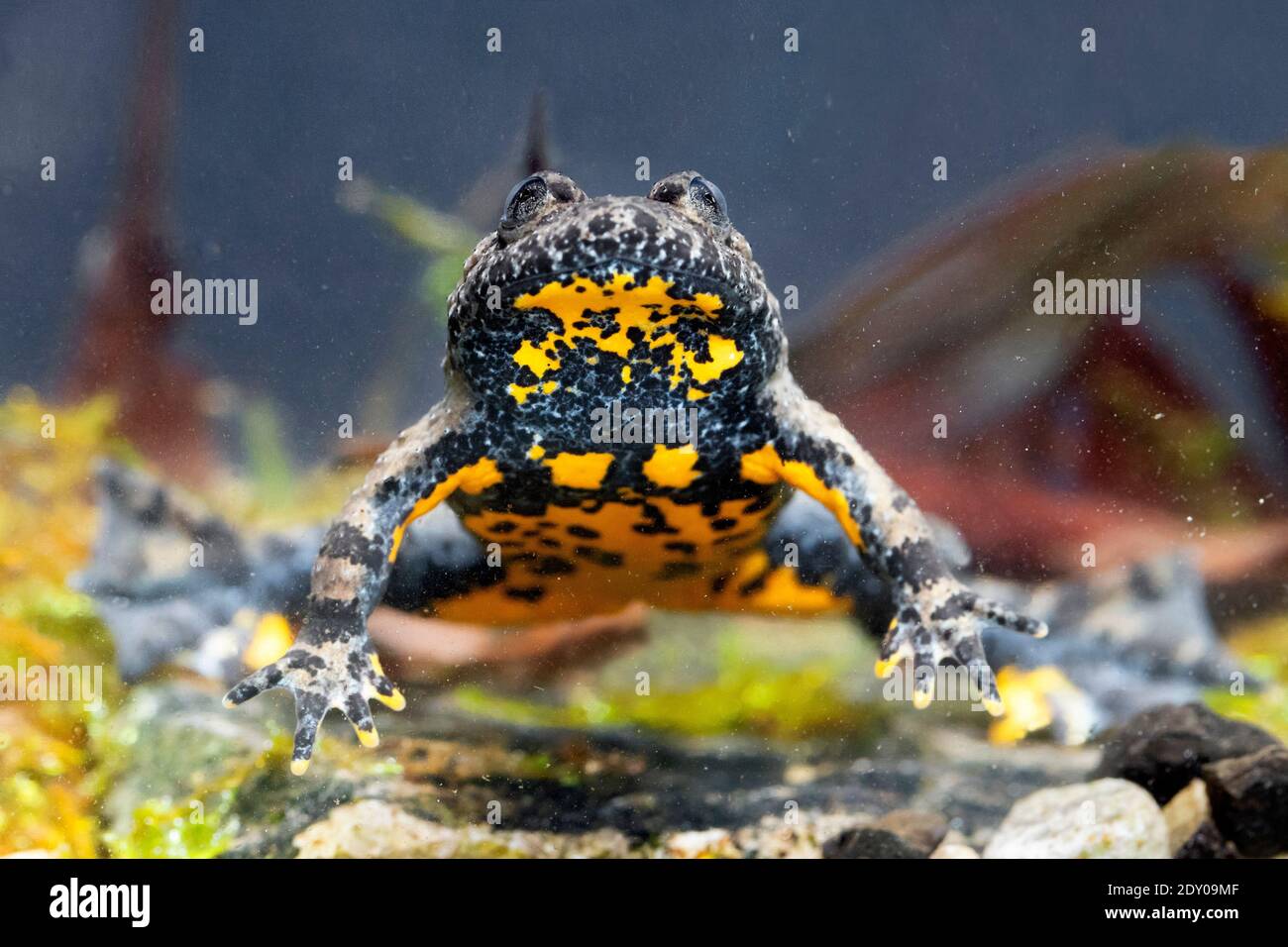 Apennine Toad à ventre jaune (Bombina pachypus), vue de face d'un adulte sous l'eau, Campanie, Italie Banque D'Images