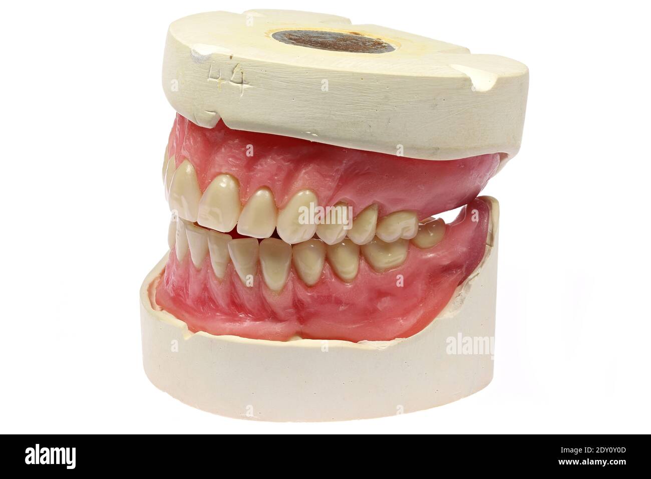 Modèle de dent isolé sur fond blanc Banque D'Images