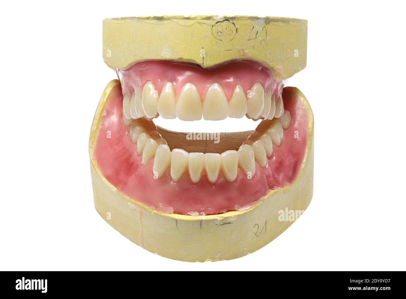 Modèle de dent isolé sur fond blanc Banque D'Images