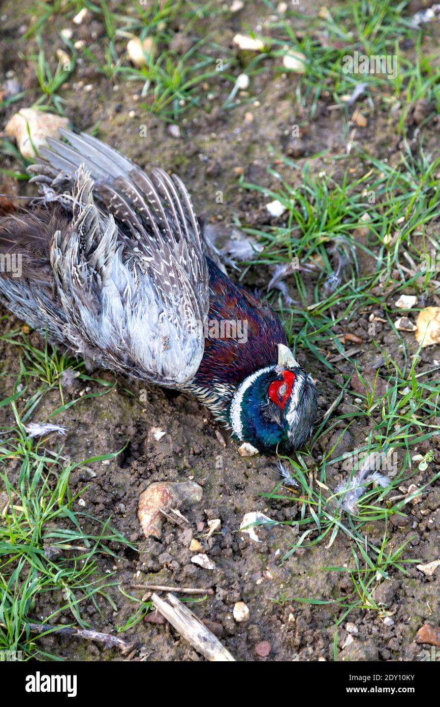 Mort faisan dans un champ dans la campagne, Little Offley, Hertfordshire, Royaume-Uni Banque D'Images