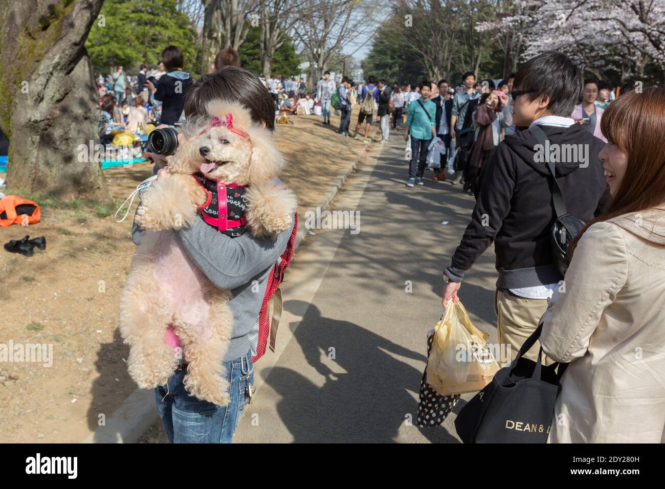 Japon Tokyo femme tenant son chien tout en photographiant une fleur de cerisier, ou Sakura regardant un pique-nique dans le parc Yoyogi. Banque D'Images