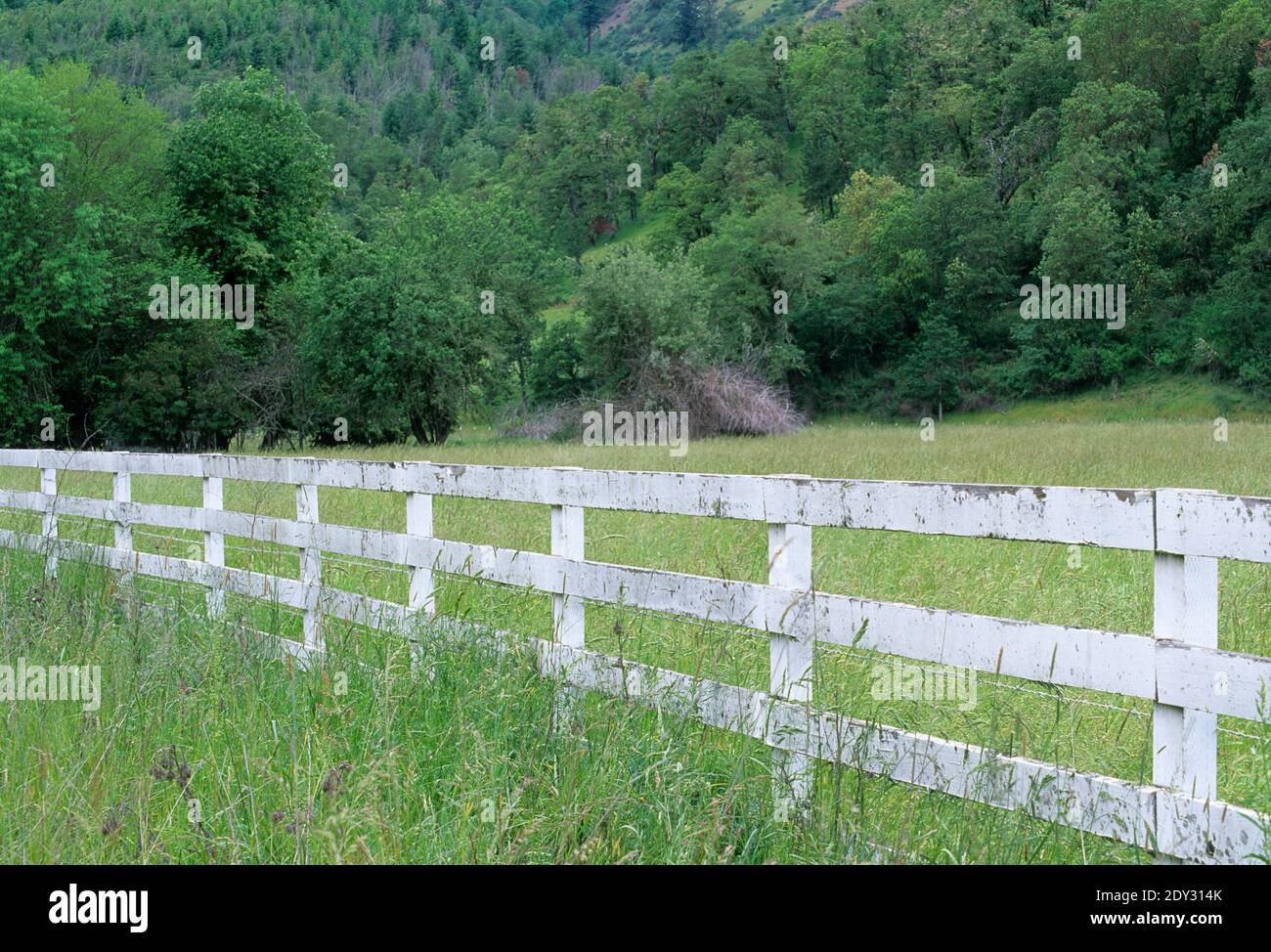 Clôture du ranch blanc, route panoramique historique de Myrtle Creek Canyonville, comté de Douglas, Oregon Banque D'Images