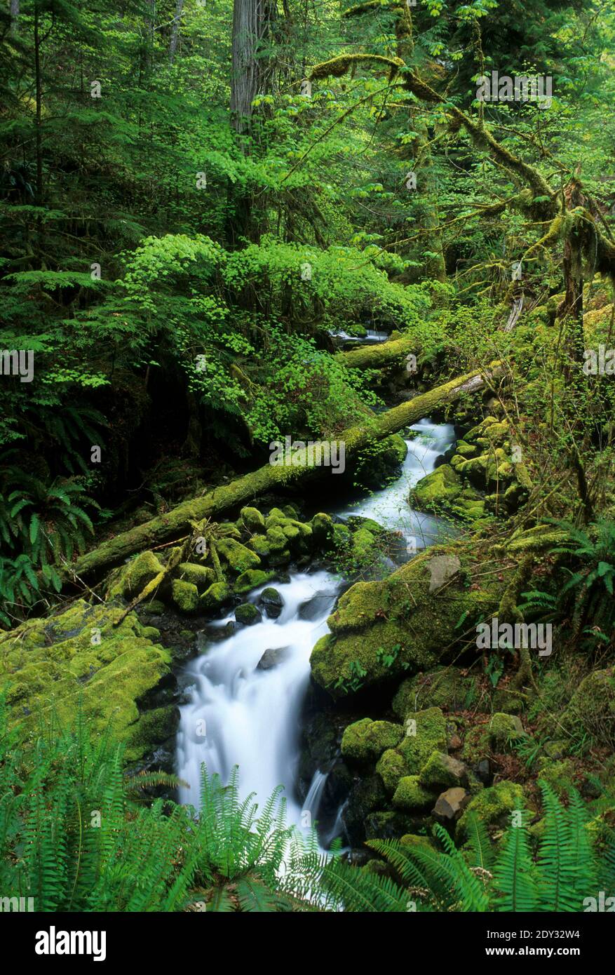 Forêt ancienne près de Fall Creek sur le sentier de loisirs national de Fall Creek, route pittoresque Rogue-Umpqua, forêt nationale d'Umpqua, Oregon Banque D'Images