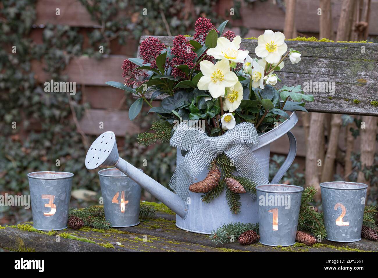 décoration de noël avec helleborus niger, skimmia japonica et bougies de l'avent Banque D'Images