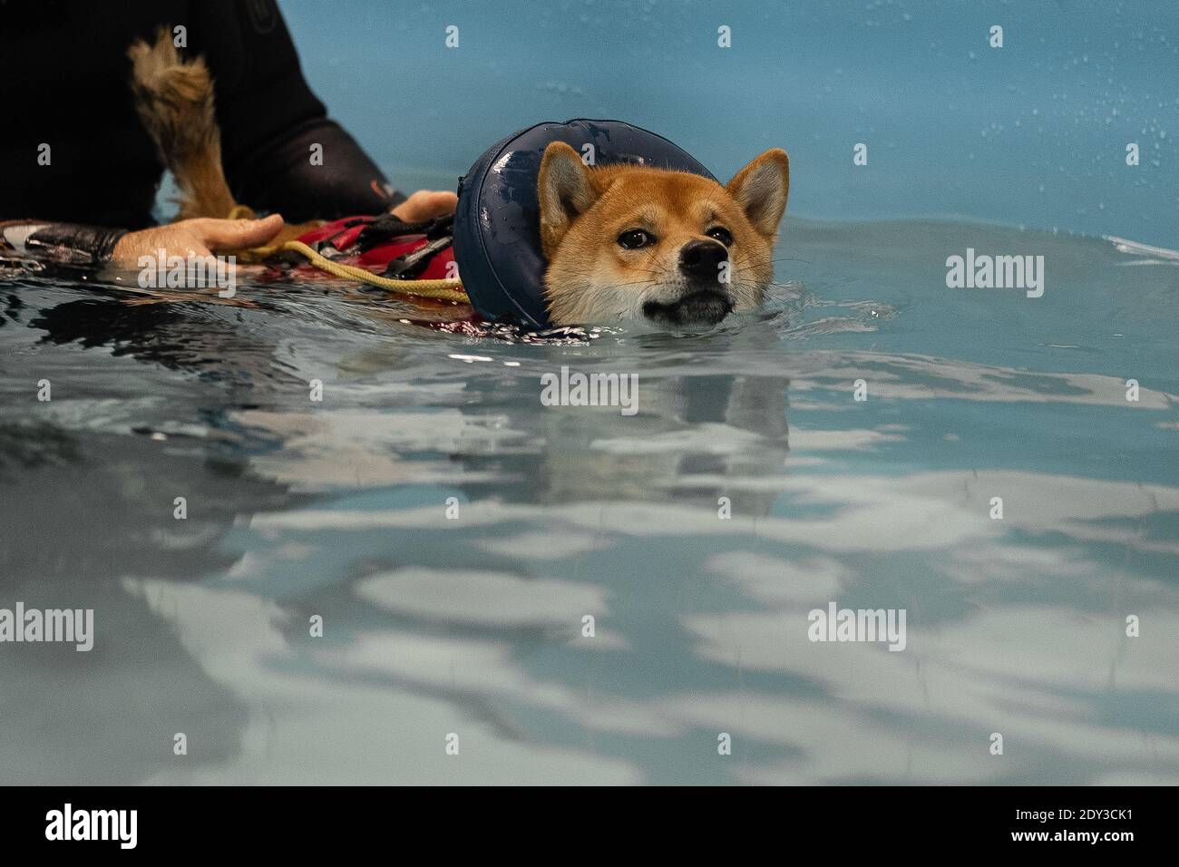 nager dans la piscine à tête rouge shiba inu Banque D'Images
