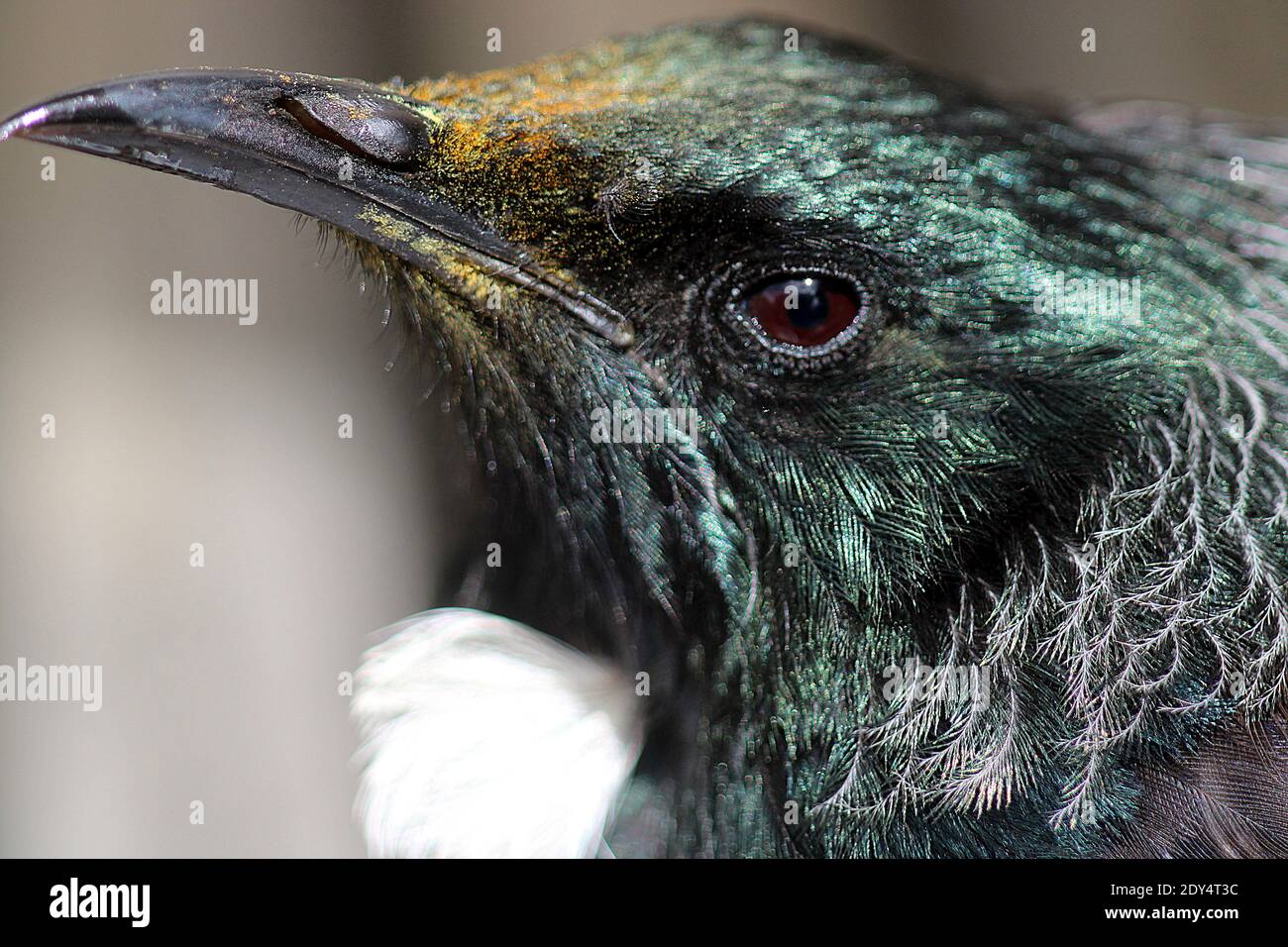 NZ tui (Prostemadera novaeseelandiae) se nourrissant de la fleur de pohutukawa Banque D'Images