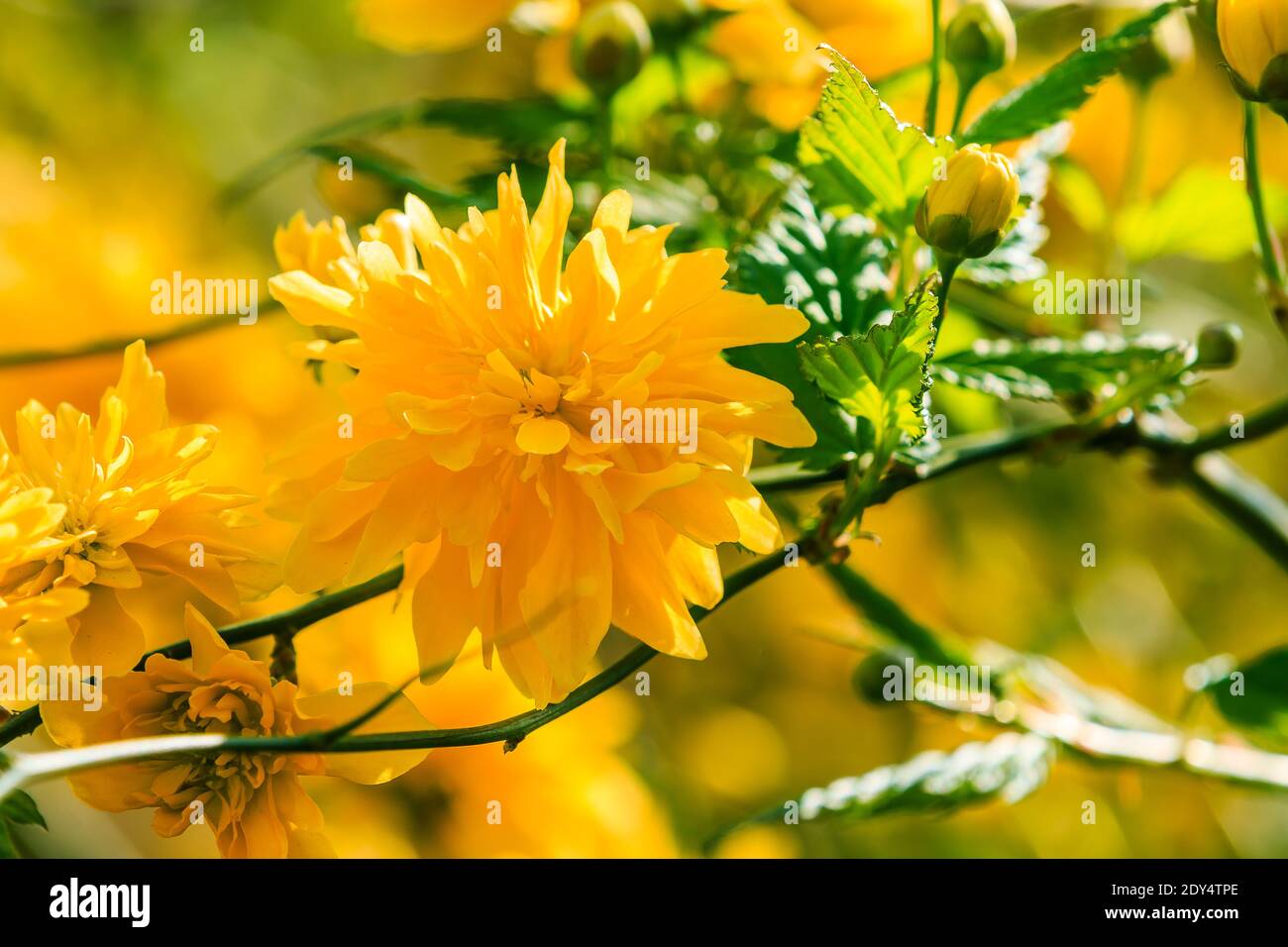 Fleur japonaise ranunculus au soleil. Photo détaillée de fleurs jaunes ouvertes dans un jardin sauvage. Fleurs sur un arbuste avec des feuilles vertes au printemps Banque D'Images