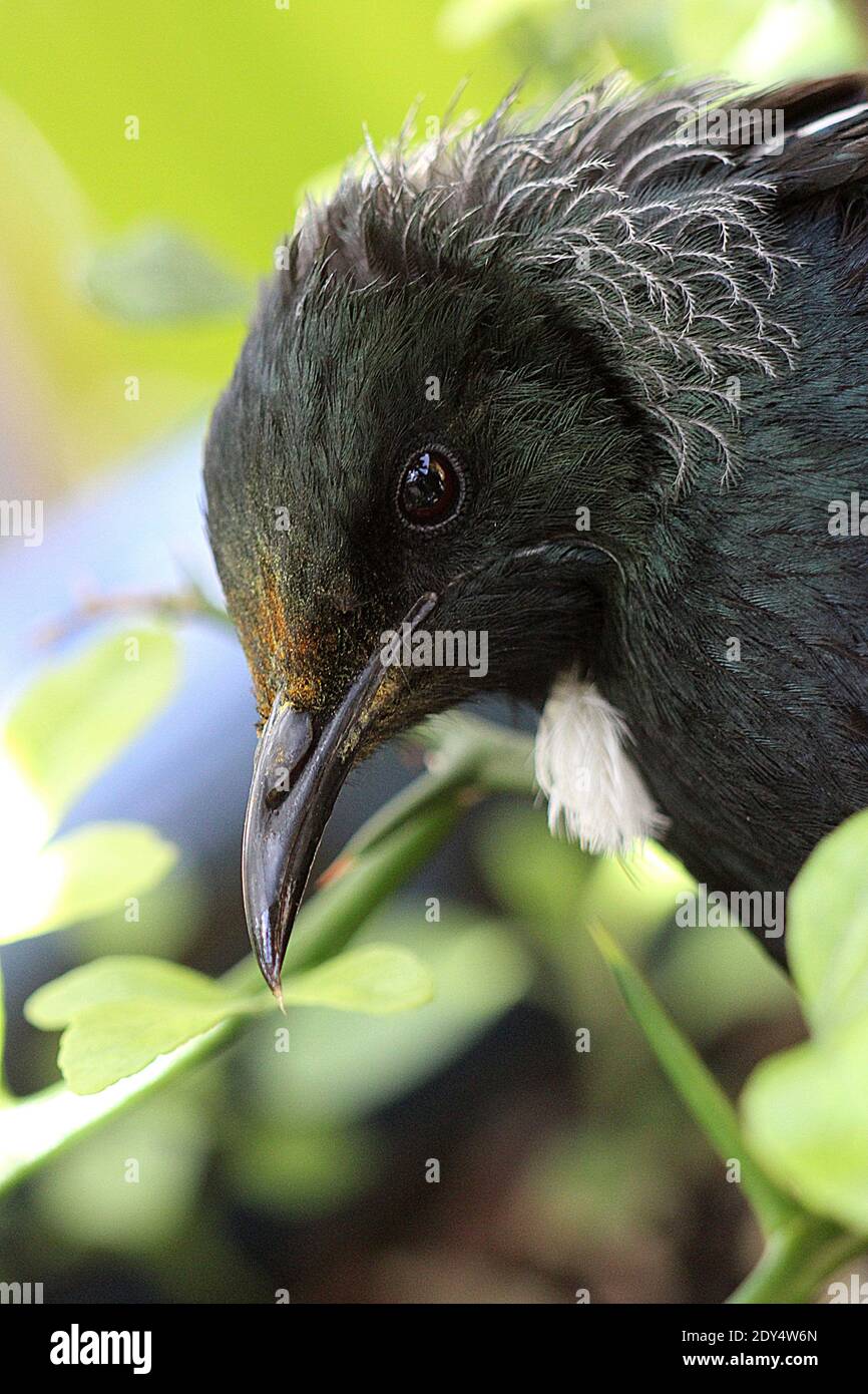 NZ tui (Prostemadera novaeseelandiae) se nourrissant de la fleur de pohutukawa Banque D'Images