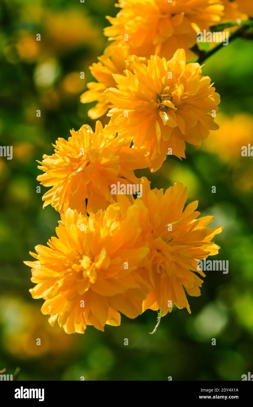 Ranunculus au soleil. Photo détaillée de fleurs japonaises avec fleurs jaunes ouvertes dans un jardin sauvage. Fleurs sur un arbuste avec des feuilles vertes au printemps Banque D'Images