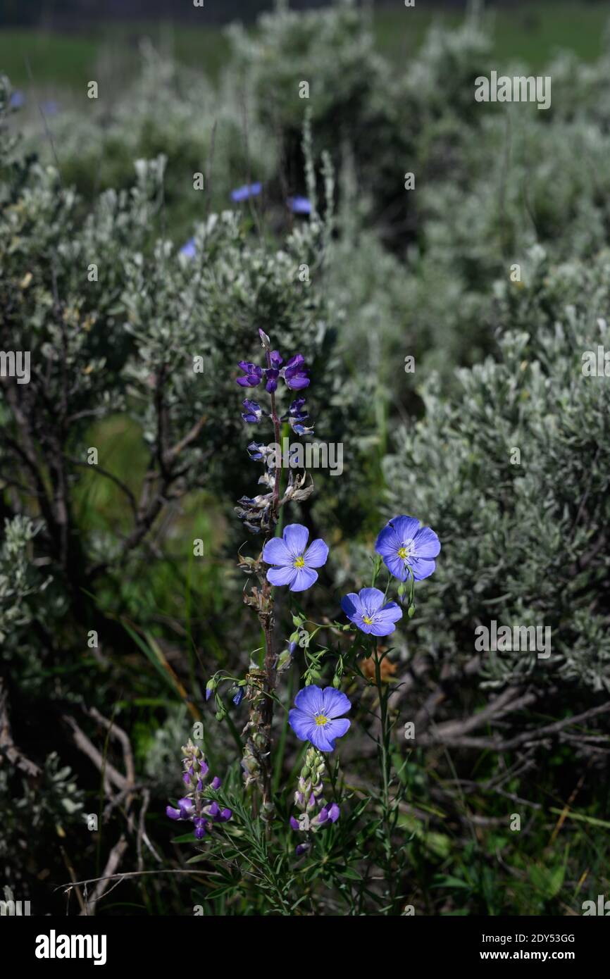 Fleurs violettes dans le Wyoming Wilderness en été le long de la Slough Creek Trail Banque D'Images