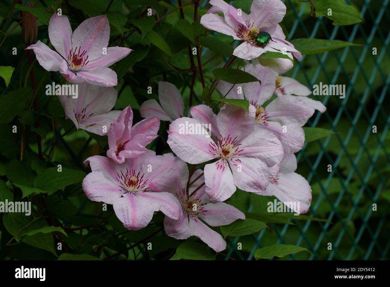 Clématis roses sur un cavalier. Belles fleurs d'été dans un jardin vertical de jardinage. Beaucoup de fleurs roses gros plan. Banque D'Images