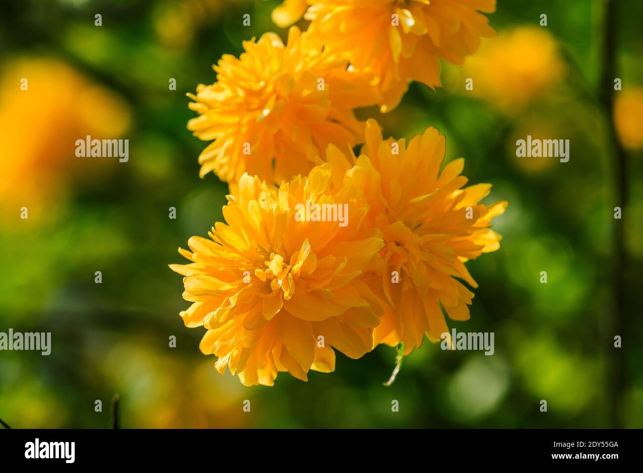 Ranunculus japonais au soleil. Photo détaillée de fleurs japonaises avec fleurs jaunes ouvertes dans un jardin sauvage. Plusieurs fleurs sur un arbuste avec l vert Banque D'Images