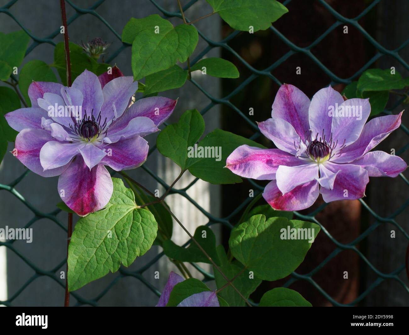 Belles fleurs d'été dans un jardin vertical de jardinage. Fleur double lilas clématis gros plan. Fleurs Clematis variétés Super mignon Banque D'Images