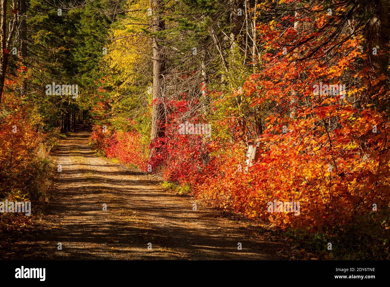 WA18826-00...WASHINGTON - couleur d'automne le long d'une route forestière étroite dans la vallée de Nason Creek près de l'autoroute 2. Banque D'Images
