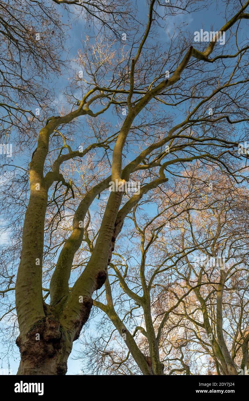 Regarder vers le haut des arbres sans feuilles en hiver contre un ciel bleu Banque D'Images