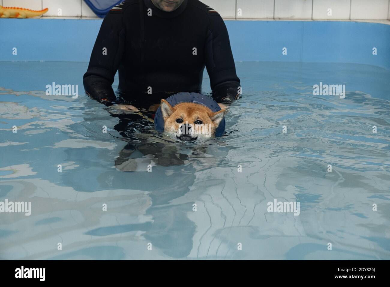 nager dans la piscine à tête rouge shiba inu Banque D'Images