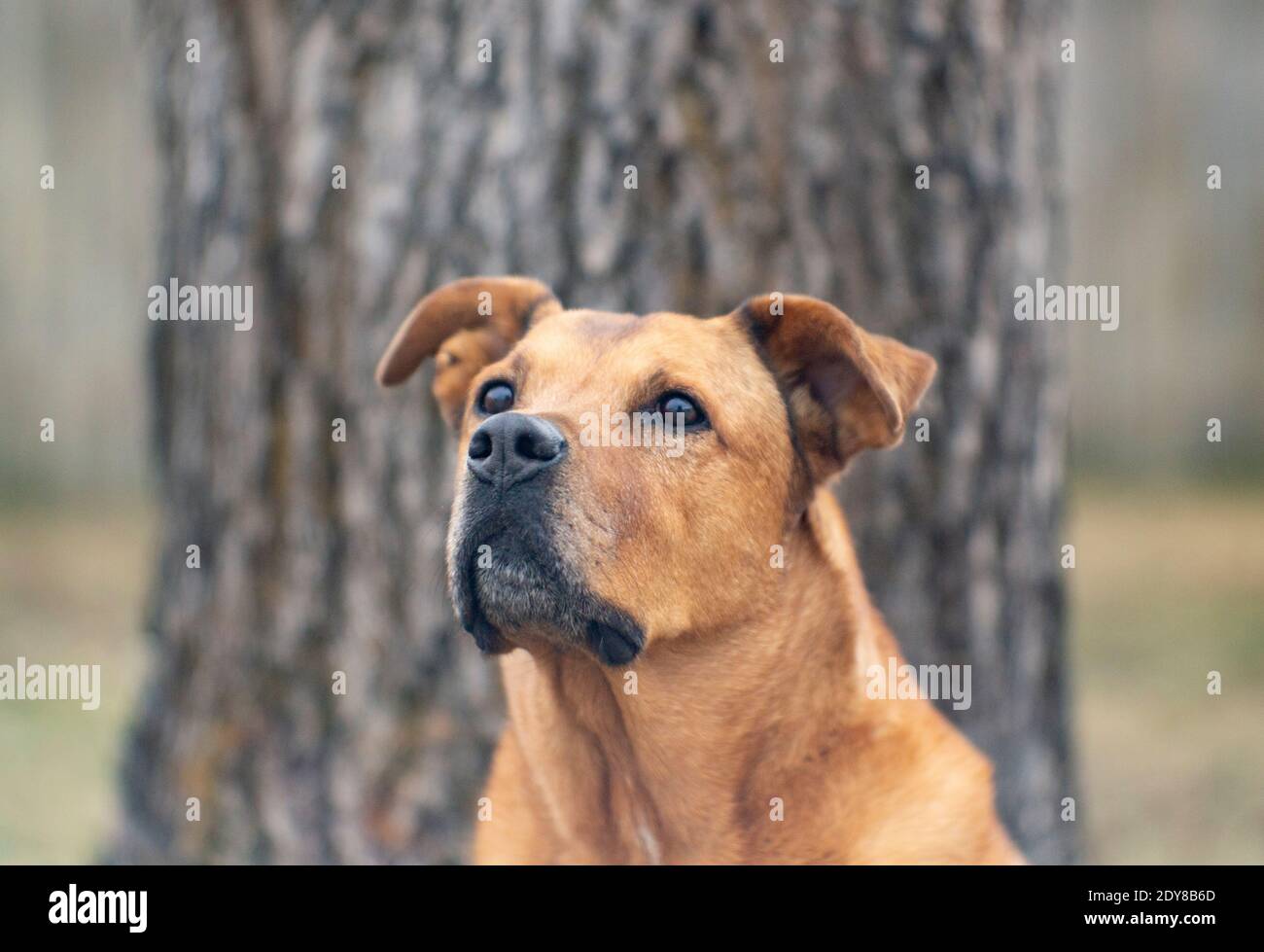 Bubba. Troy, Montana. L'image a été prise avec un ancien objectif Spencer Petzval de 100 mm f/2.8 monté sur un reflex numérique Canon EOS 6D. Bubba est un mélange de crossins de bouledogue Banque D'Images