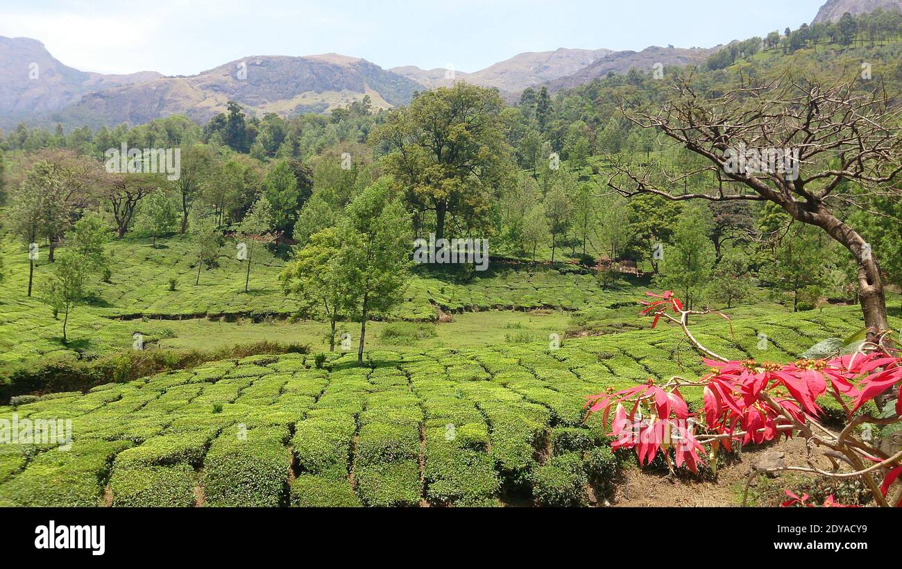 Vue panoramique sur la plantation de thé ou le jardin avec des fleurs à Munnar, Kerala, Inde Banque D'Images