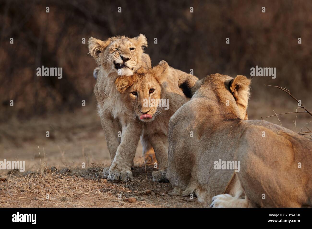 Asiatic Lioness des petits joueurs regardant la caméra, GIR forêt Inde. Banque D'Images