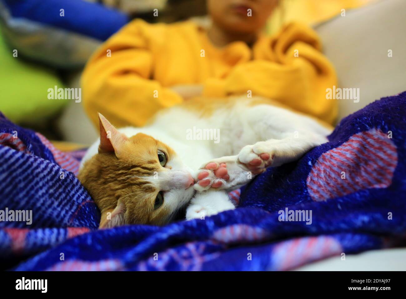 chat au gingembre dorment avec une femme heureux moment en hiver Banque D'Images