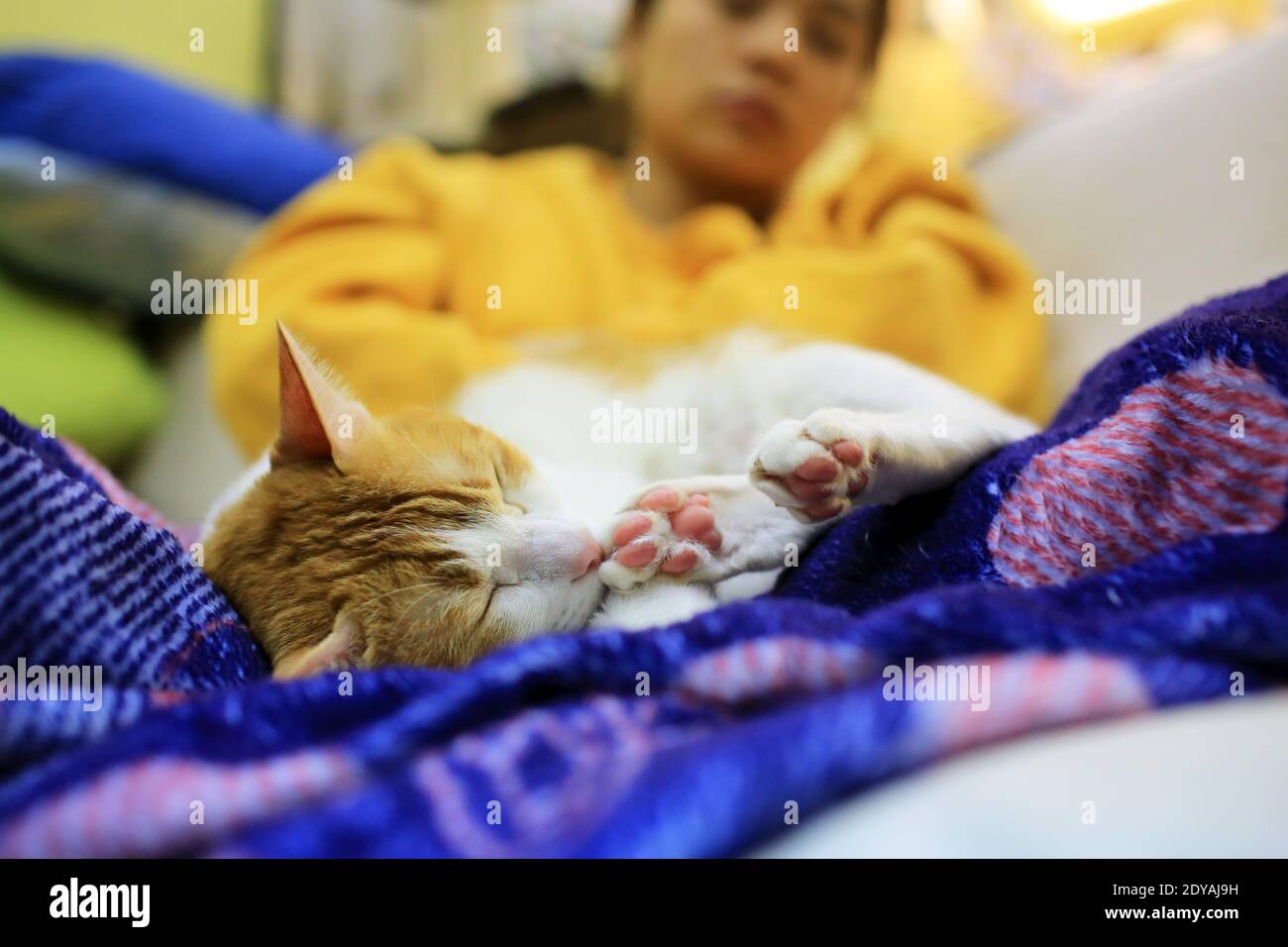 chat au gingembre dorment avec une femme heureux moment en hiver Banque D'Images