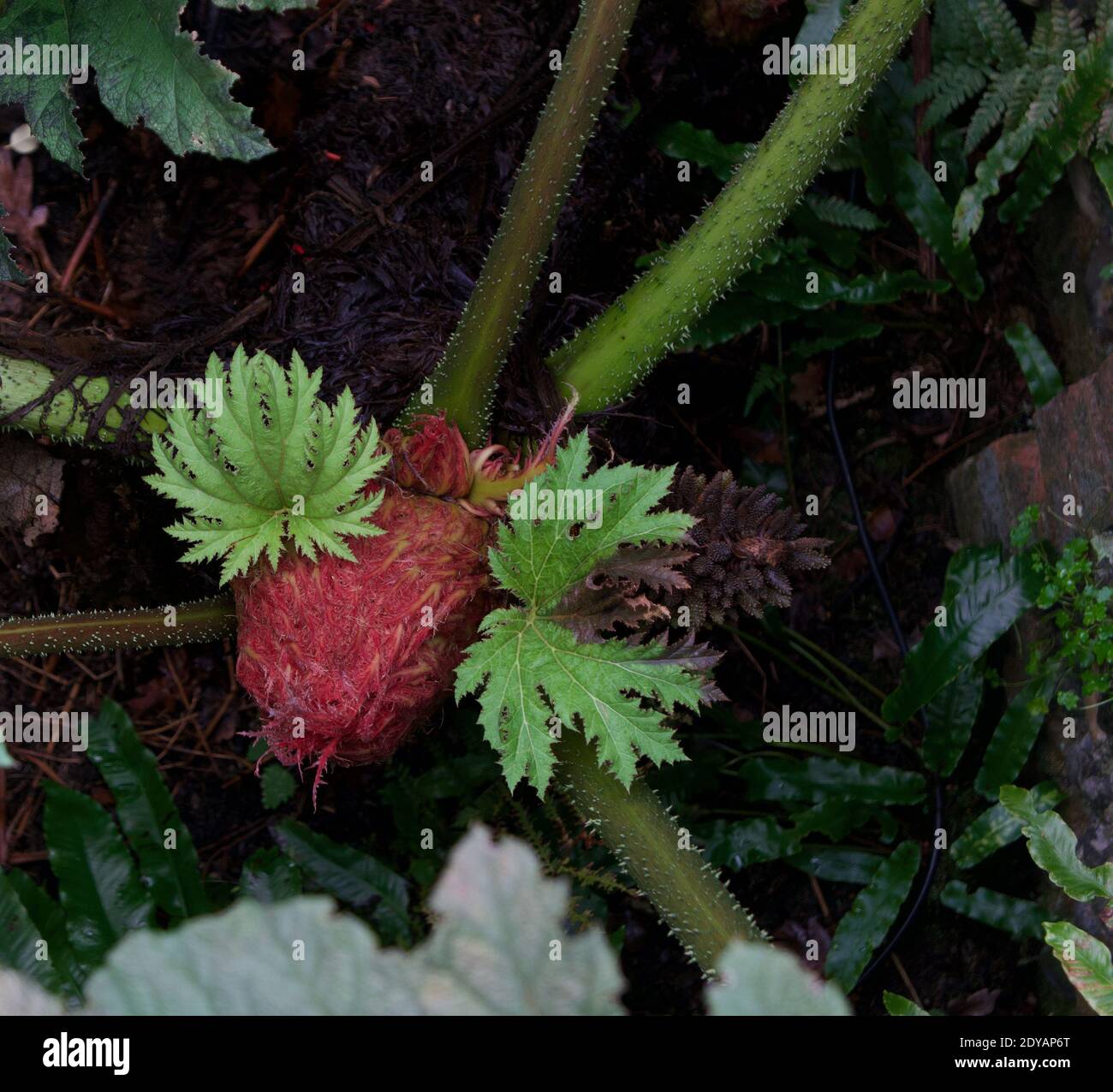 Nouveau feuillage de gunnera manucata montrant des contrastes de couleur dans la plante Banque D'Images